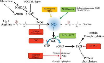 Nitric Oxide Signaling in the Auditory Pathway